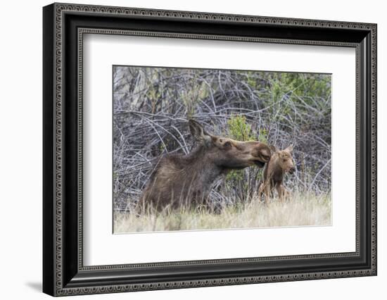 USA, Wyoming, newborn moose calf tries to stand with it's mother nuzzling-Elizabeth Boehm-Framed Photographic Print