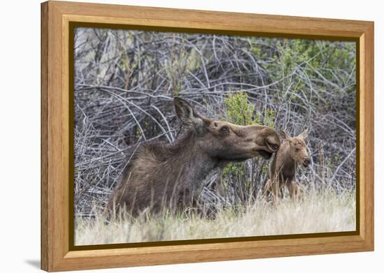 USA, Wyoming, newborn moose calf tries to stand with it's mother nuzzling-Elizabeth Boehm-Framed Premier Image Canvas