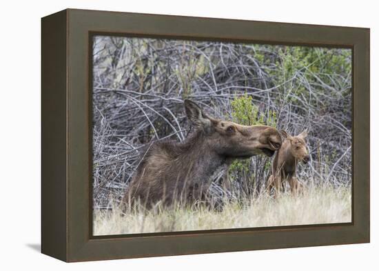 USA, Wyoming, newborn moose calf tries to stand with it's mother nuzzling-Elizabeth Boehm-Framed Premier Image Canvas