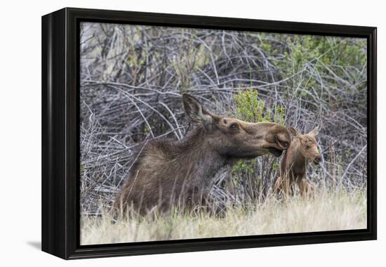 USA, Wyoming, newborn moose calf tries to stand with it's mother nuzzling-Elizabeth Boehm-Framed Premier Image Canvas