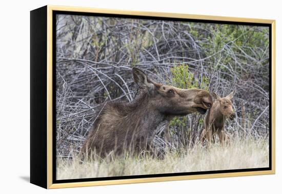 USA, Wyoming, newborn moose calf tries to stand with it's mother nuzzling-Elizabeth Boehm-Framed Premier Image Canvas