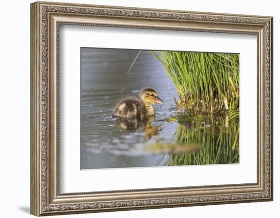 USA, Wyoming, newly hatched Cinnamon Teal duckling swims on a pond.-Elizabeth Boehm-Framed Photographic Print