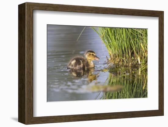 USA, Wyoming, newly hatched Cinnamon Teal duckling swims on a pond.-Elizabeth Boehm-Framed Photographic Print