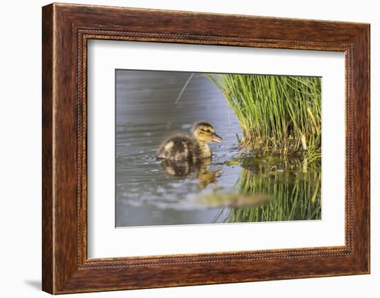 USA, Wyoming, newly hatched Cinnamon Teal duckling swims on a pond.-Elizabeth Boehm-Framed Photographic Print