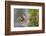 USA, Wyoming, newly hatched Cinnamon Teal duckling swims on a pond.-Elizabeth Boehm-Framed Photographic Print