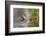 USA, Wyoming, newly hatched Cinnamon Teal duckling swims on a pond.-Elizabeth Boehm-Framed Photographic Print