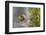 USA, Wyoming, newly hatched Cinnamon Teal duckling swims on a pond.-Elizabeth Boehm-Framed Photographic Print