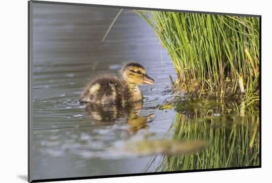 USA, Wyoming, newly hatched Cinnamon Teal duckling swims on a pond.-Elizabeth Boehm-Mounted Photographic Print