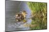 USA, Wyoming, newly hatched Cinnamon Teal duckling swims on a pond.-Elizabeth Boehm-Mounted Photographic Print