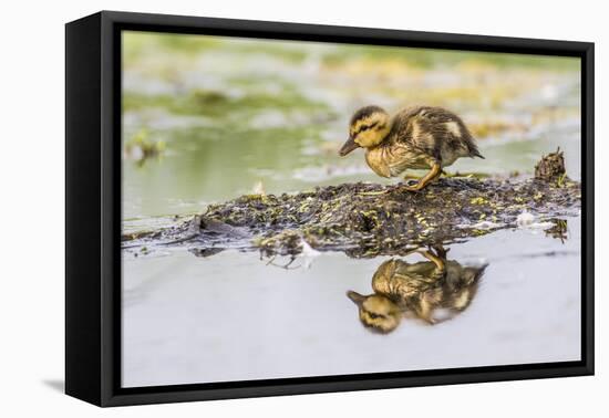 USA, Wyoming, newly hatched Cinnamon Teal duckling-Elizabeth Boehm-Framed Premier Image Canvas