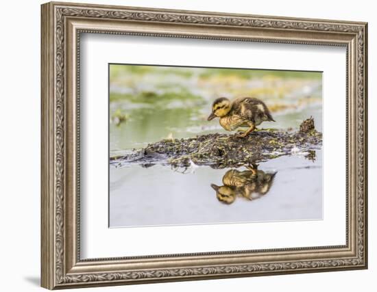 USA, Wyoming, newly hatched Cinnamon Teal duckling-Elizabeth Boehm-Framed Photographic Print