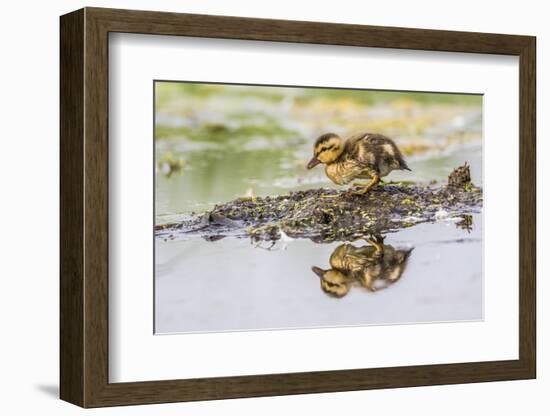 USA, Wyoming, newly hatched Cinnamon Teal duckling-Elizabeth Boehm-Framed Photographic Print