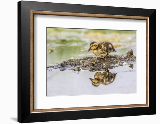 USA, Wyoming, newly hatched Cinnamon Teal duckling-Elizabeth Boehm-Framed Photographic Print