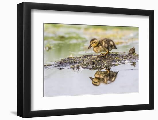 USA, Wyoming, newly hatched Cinnamon Teal duckling-Elizabeth Boehm-Framed Photographic Print