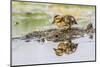 USA, Wyoming, newly hatched Cinnamon Teal duckling-Elizabeth Boehm-Mounted Photographic Print