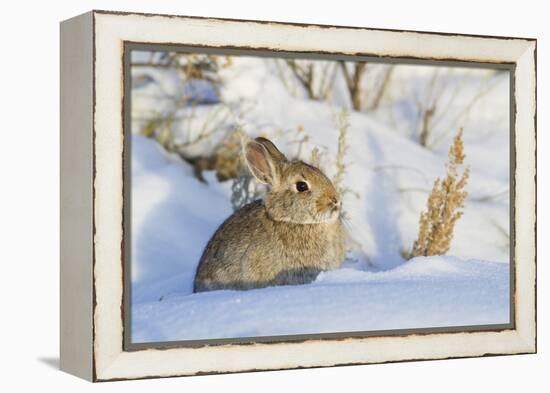 USA, Wyoming, Nuttalls Cottontail Rabbit Sitting in Snow-Elizabeth Boehm-Framed Premier Image Canvas