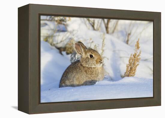 USA, Wyoming, Nuttalls Cottontail Rabbit Sitting in Snow-Elizabeth Boehm-Framed Premier Image Canvas