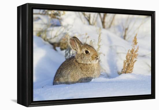 USA, Wyoming, Nuttalls Cottontail Rabbit Sitting in Snow-Elizabeth Boehm-Framed Premier Image Canvas