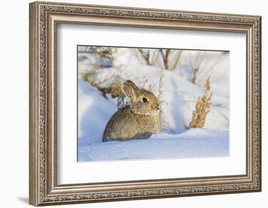 USA, Wyoming, Nuttalls Cottontail Rabbit Sitting in Snow-Elizabeth Boehm-Framed Photographic Print