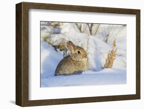 USA, Wyoming, Nuttalls Cottontail Rabbit Sitting in Snow-Elizabeth Boehm-Framed Photographic Print