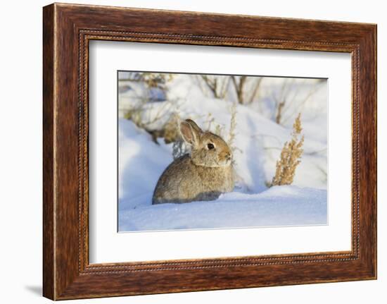 USA, Wyoming, Nuttalls Cottontail Rabbit Sitting in Snow-Elizabeth Boehm-Framed Photographic Print