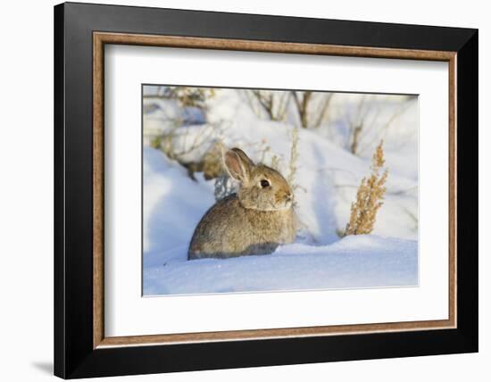 USA, Wyoming, Nuttalls Cottontail Rabbit Sitting in Snow-Elizabeth Boehm-Framed Photographic Print