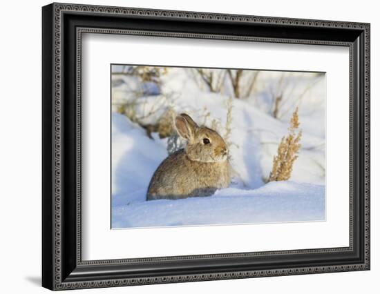 USA, Wyoming, Nuttalls Cottontail Rabbit Sitting in Snow-Elizabeth Boehm-Framed Photographic Print