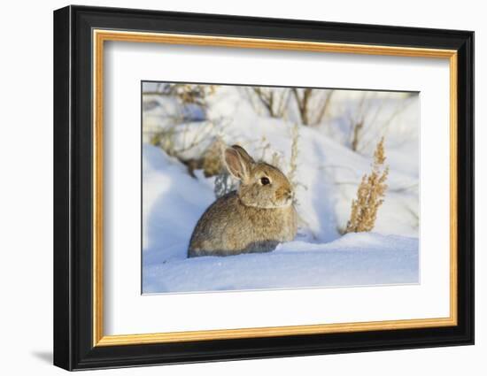 USA, Wyoming, Nuttalls Cottontail Rabbit Sitting in Snow-Elizabeth Boehm-Framed Photographic Print