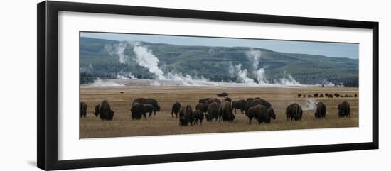 USA, Wyoming. Panoramic image of bison herd with steaming geysers, Yellowstone National Park.-Judith Zimmerman-Framed Photographic Print