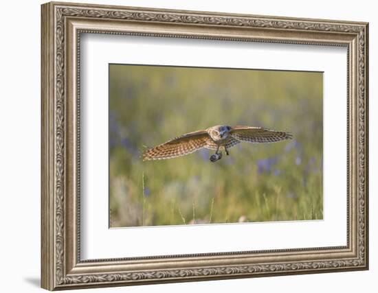 USA, Wyoming, Pinedale, A Burrowing Owl flies into it's burrow-Elizabeth Boehm-Framed Photographic Print
