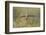 USA, Wyoming, Pinedale, A Burrowing Owl flies into it's burrow-Elizabeth Boehm-Framed Photographic Print