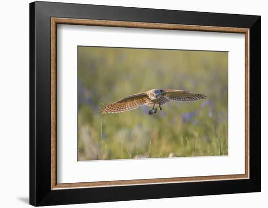 USA, Wyoming, Pinedale, A Burrowing Owl flies into it's burrow-Elizabeth Boehm-Framed Photographic Print