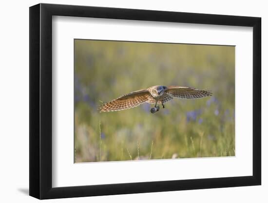 USA, Wyoming, Pinedale, A Burrowing Owl flies into it's burrow-Elizabeth Boehm-Framed Photographic Print