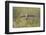 USA, Wyoming, Pinedale, A Burrowing Owl flies into it's burrow-Elizabeth Boehm-Framed Photographic Print