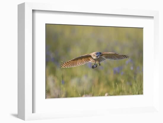 USA, Wyoming, Pinedale, A Burrowing Owl flies into it's burrow-Elizabeth Boehm-Framed Photographic Print