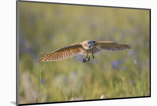 USA, Wyoming, Pinedale, A Burrowing Owl flies into it's burrow-Elizabeth Boehm-Mounted Photographic Print