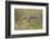 USA, Wyoming, Pinedale, A Burrowing Owl flies into it's burrow-Elizabeth Boehm-Framed Photographic Print