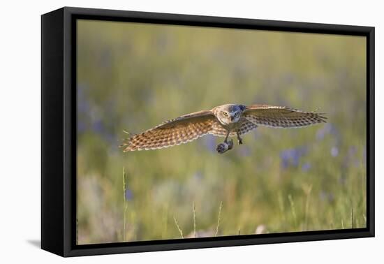 USA, Wyoming, Pinedale, A Burrowing Owl flies into it's burrow-Elizabeth Boehm-Framed Premier Image Canvas