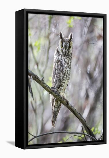 USA, Wyoming, Pinedale, A Male Long-eared Owl roosts in an aspen grove-Elizabeth Boehm-Framed Premier Image Canvas