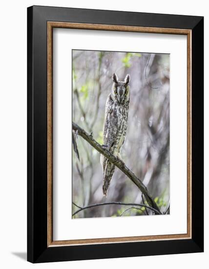 USA, Wyoming, Pinedale, A Male Long-eared Owl roosts in an aspen grove-Elizabeth Boehm-Framed Photographic Print