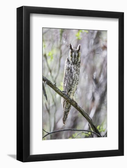 USA, Wyoming, Pinedale, A Male Long-eared Owl roosts in an aspen grove-Elizabeth Boehm-Framed Photographic Print