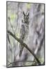 USA, Wyoming, Pinedale, A Male Long-eared Owl roosts in an aspen grove-Elizabeth Boehm-Mounted Photographic Print