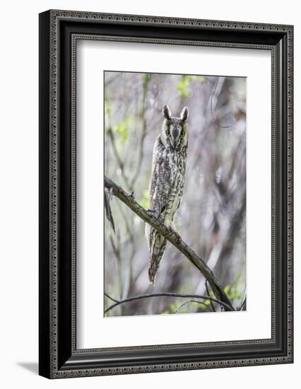 USA, Wyoming, Pinedale, A Male Long-eared Owl roosts in an aspen grove-Elizabeth Boehm-Framed Photographic Print
