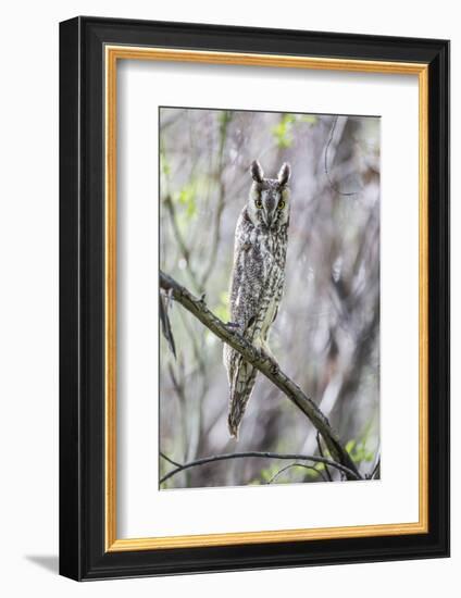 USA, Wyoming, Pinedale, A Male Long-eared Owl roosts in an aspen grove-Elizabeth Boehm-Framed Photographic Print