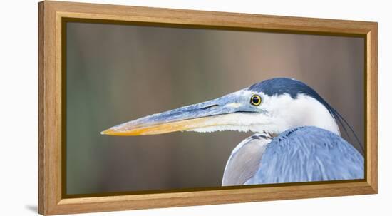 USA, Wyoming, Pinedale, Great Blue Heron portrait taken on a wetland pond.-Elizabeth Boehm-Framed Premier Image Canvas