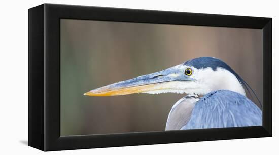 USA, Wyoming, Pinedale, Great Blue Heron portrait taken on a wetland pond.-Elizabeth Boehm-Framed Premier Image Canvas