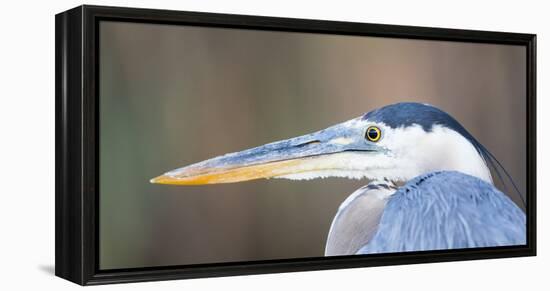 USA, Wyoming, Pinedale, Great Blue Heron portrait taken on a wetland pond.-Elizabeth Boehm-Framed Premier Image Canvas