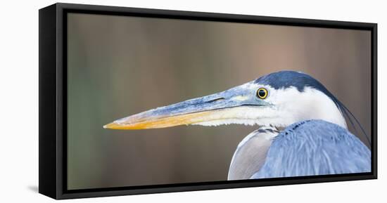 USA, Wyoming, Pinedale, Great Blue Heron portrait taken on a wetland pond.-Elizabeth Boehm-Framed Premier Image Canvas