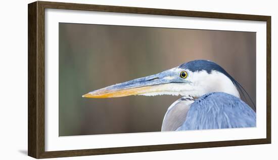 USA, Wyoming, Pinedale, Great Blue Heron portrait taken on a wetland pond.-Elizabeth Boehm-Framed Photographic Print