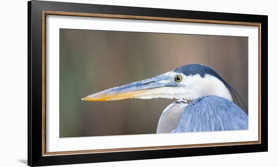 USA, Wyoming, Pinedale, Great Blue Heron portrait taken on a wetland pond.-Elizabeth Boehm-Framed Photographic Print